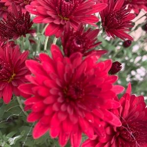 Meet your Posher, Sabrina